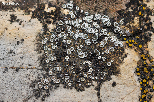 Myriolecis semipallida