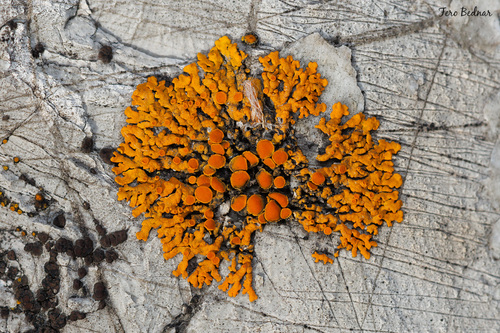 Rusavskia elegans