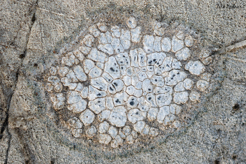 Circinaria