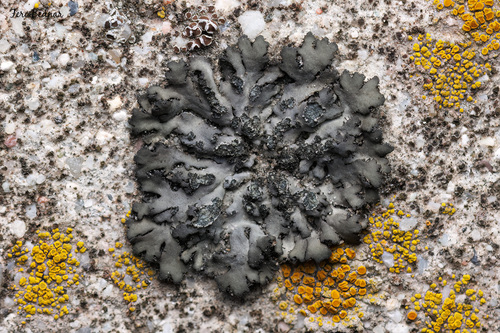 Phaeophyscia orbicularis