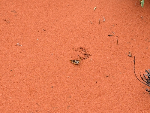 Leopard Grasshopper