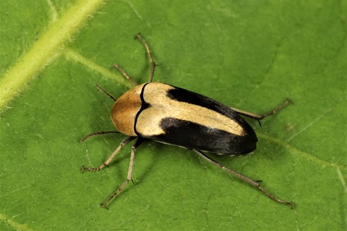 Trigonodera Nigrolateralis · Inaturalist