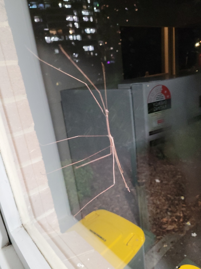Rhodos Insect Margin-winged Stick Insect from Rhodes on February 25, 2026 at 09:14 PM ...