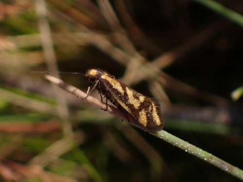 Palimmeces poecilella
