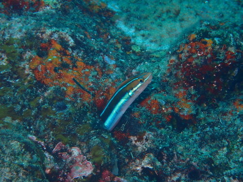Plagiotremus rhinorhynchos