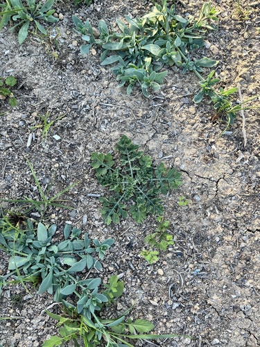 Santa Maria feverfew