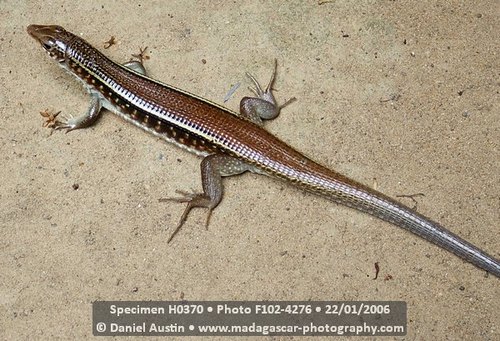 Karsten's Girdled Lizard