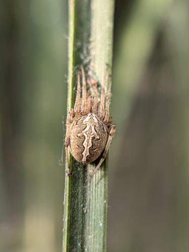 Common Web-spider