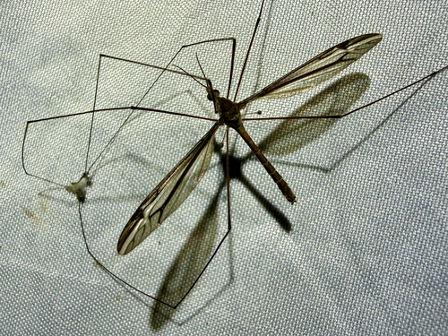 Unknown species found near SE 41st Ave, Gainesville, FL, US