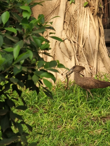 Hamerkop