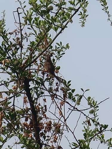Speckled Mousebird