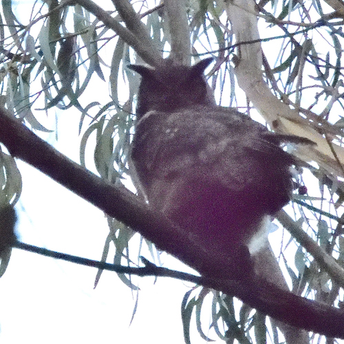 View observation of {o.common_name} on iNaturalist