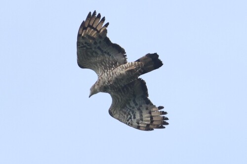 Oriental Honey-buzzard