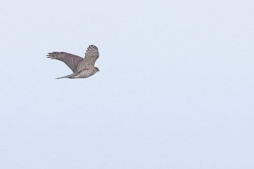 Eurasian Sparrowhawk