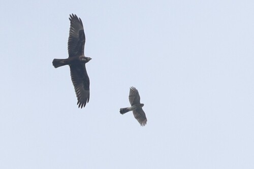 Eastern Marsh Harrier