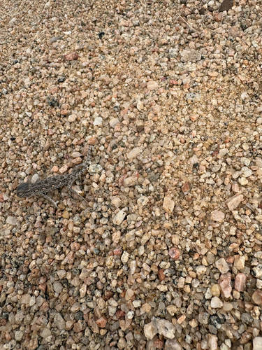 Namaqua Chameleon