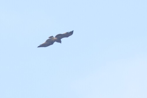 Booted Eagle