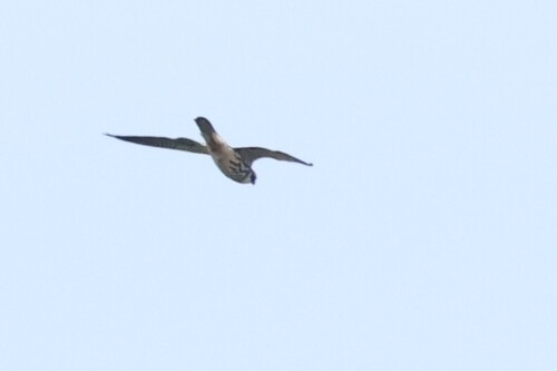 Amur Falcon