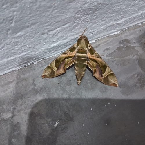 Oleander Hawkmoth