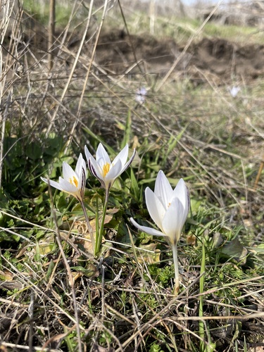 Silvery Crocus