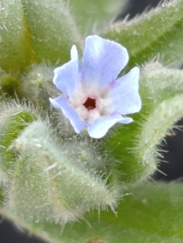 Nonea micrantha