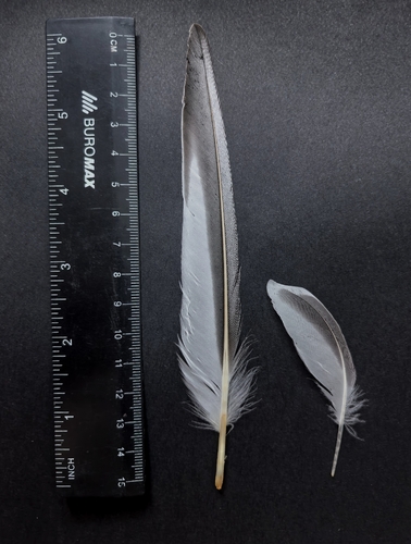 Sterna hirundo hirundo observed by lenus