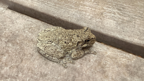 Cope's Gray Tree Frog observed by brookebarber