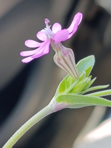 Silene secundiflora