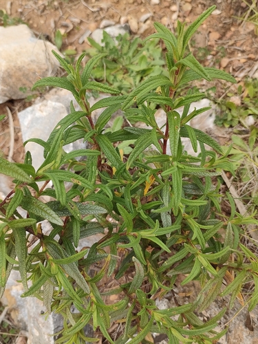 Avistamiento Estepa negra (Cistus monspeliensis)