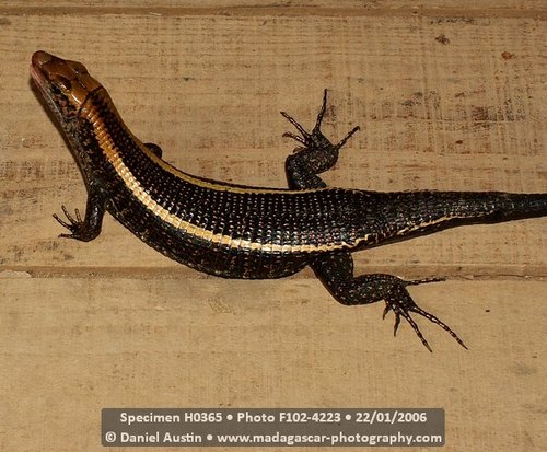 Western Girdled Lizard