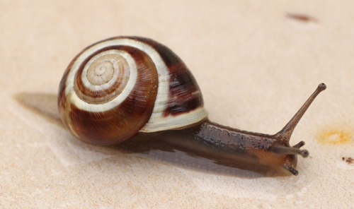 Cepaea hortensis