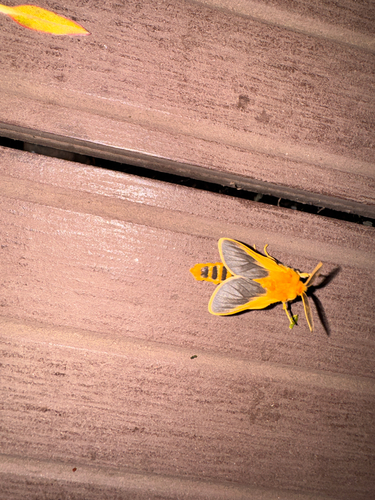 Orange Fronted Matron