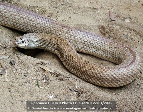 Reticulated Hognose Snake