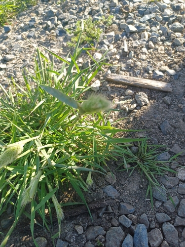iNaturalist observation photo of rabbitfoot grass