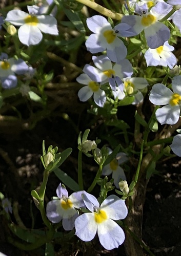 iNaturalist observation photo of toothed calicoflower