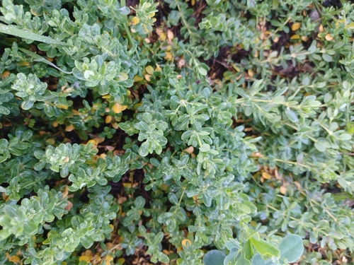 iNaturalist observation photo of Alkali Heath