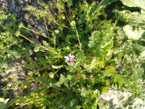 iNaturalist observation photo of Redstem Stork's-bill