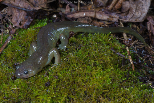 Chinese Salamander
