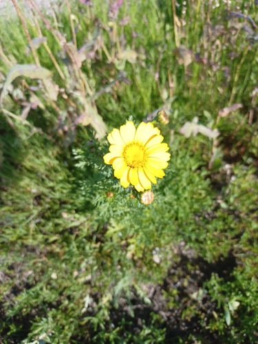 iNaturalist observation photo of Garland Daisy