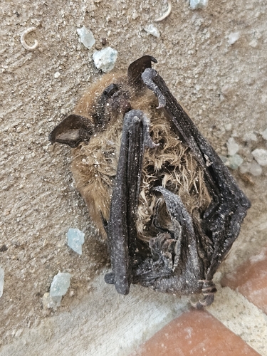 Big Brown Bat observed by erinhenson