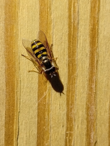 Unknown species found near Charleston, WV 25314, USA