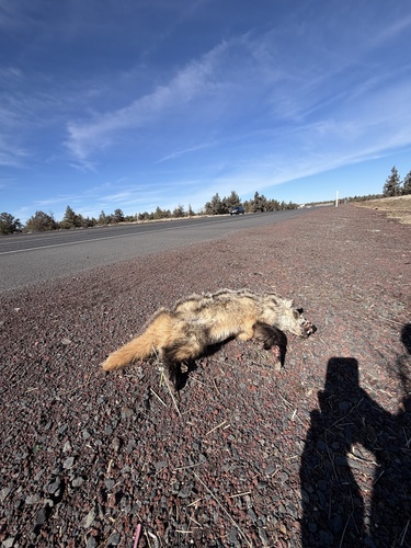 American Badger observed by awolfinthewild
