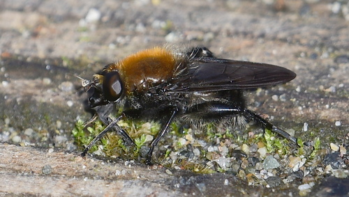 Brachypalpus alopex (Osten Sacken, 1877)