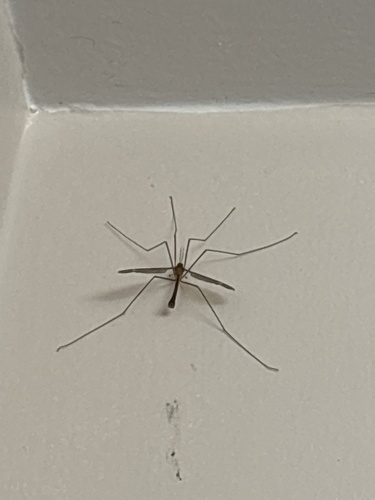 Unknown species found near Bonita Dr, South Pasadena, CA, US