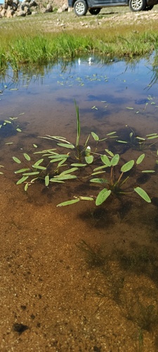 Mediterranean starfruit plantain