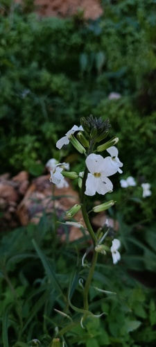 Erysimum semperflorens