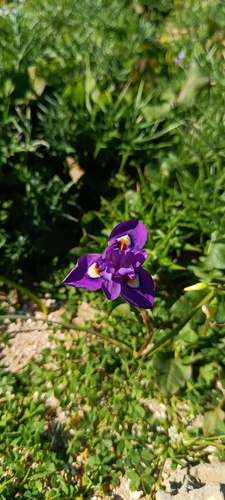 Barbary-nut