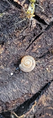 Gonyodiscus rotundatus