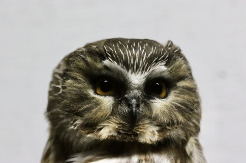 Northern Saw-whet Owl