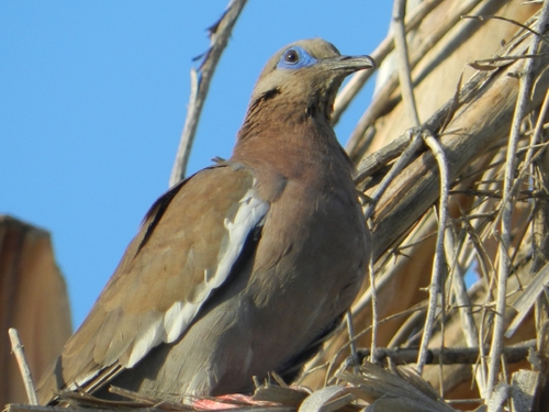 West Peruvian Dove